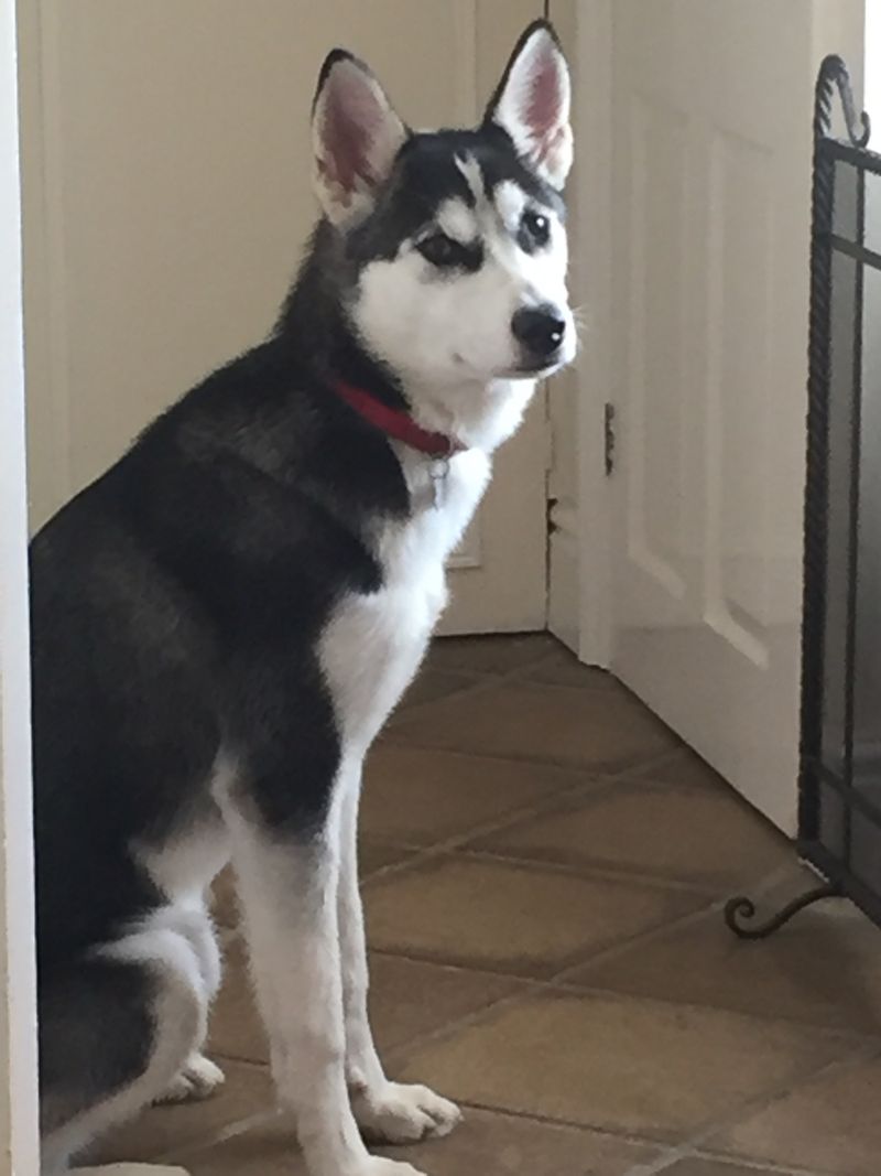 Siberian Husky