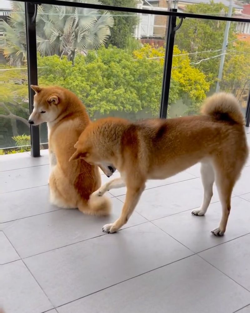 Shiba Inu