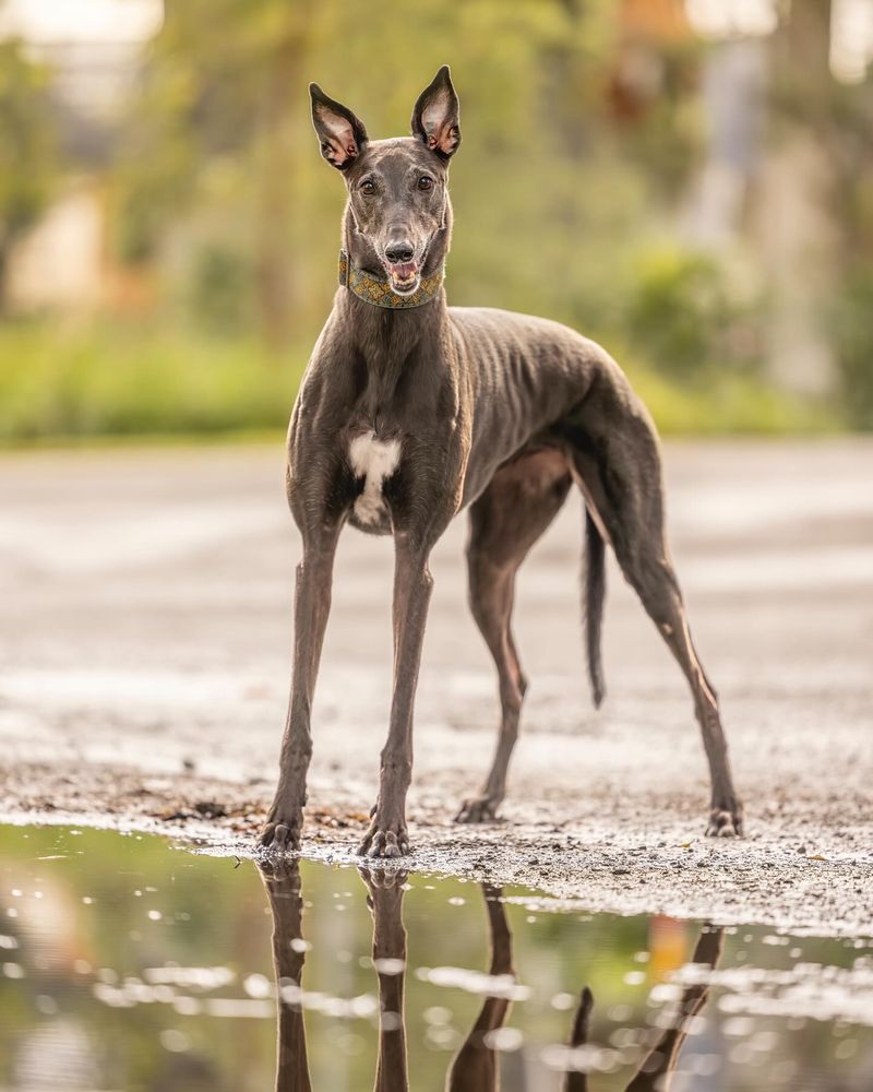 Greyhound