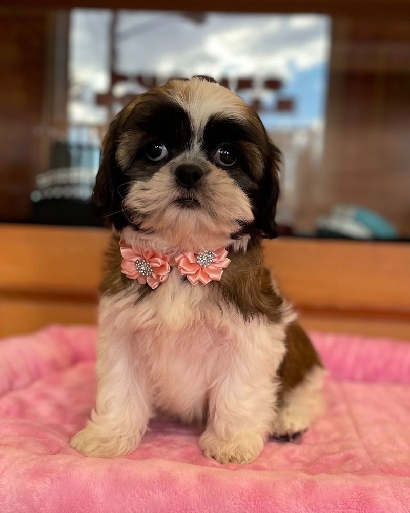 Shih Tzu