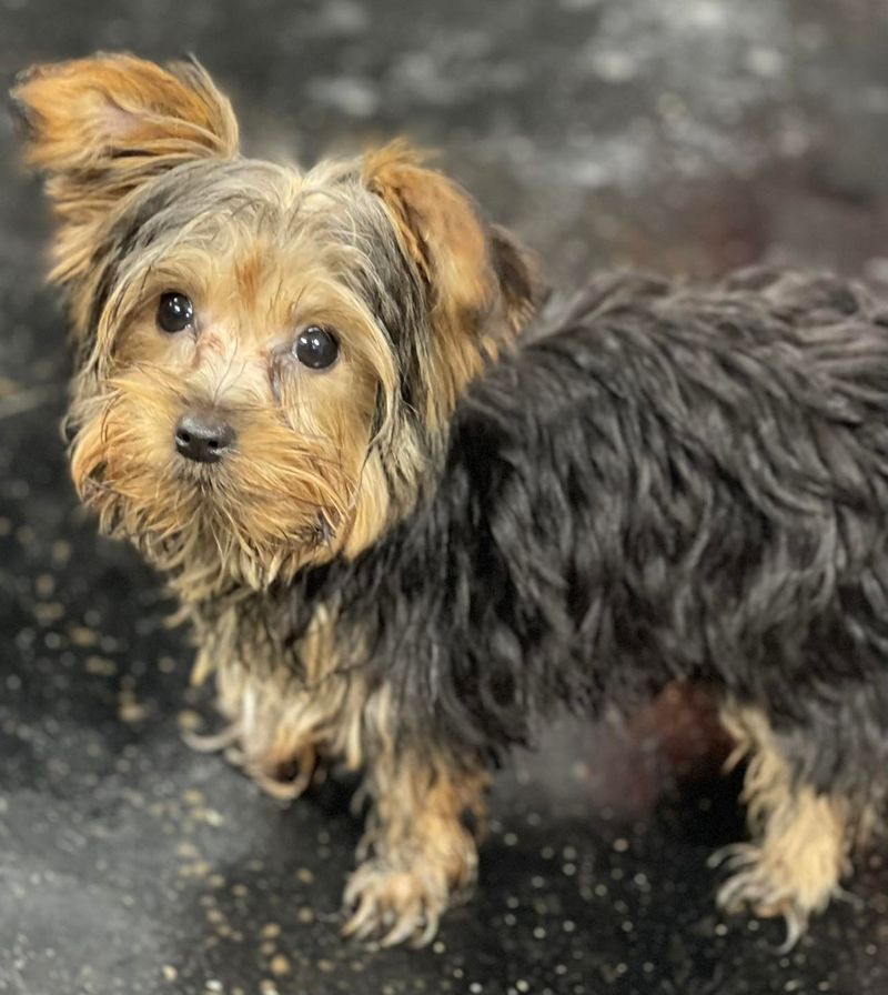 Yorkshire Terrier