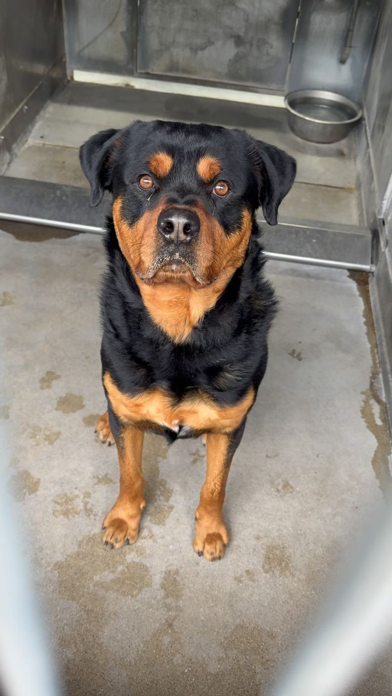 Rottweiler