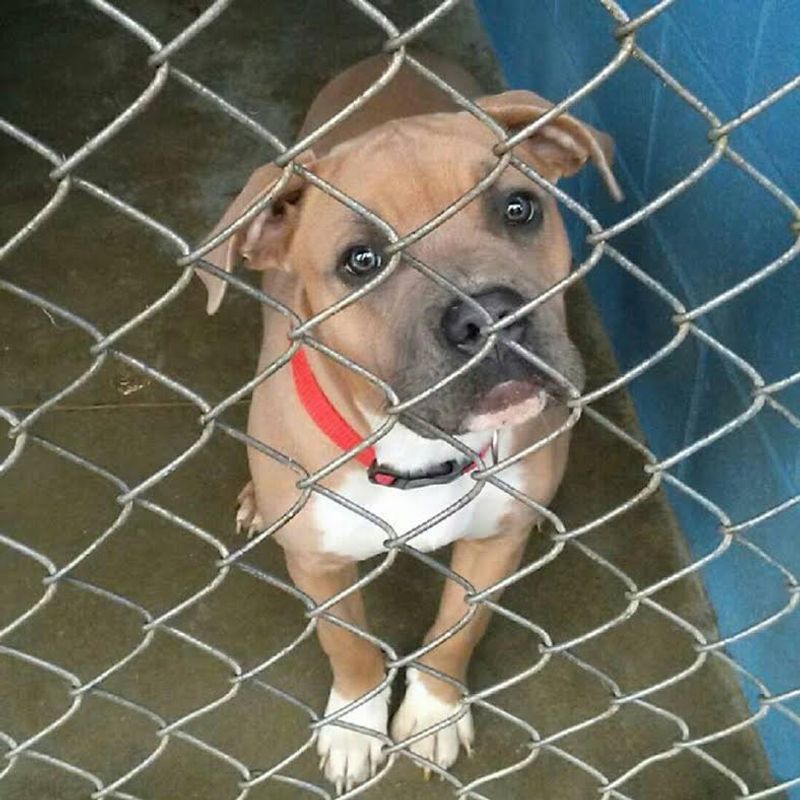 Pit Bull