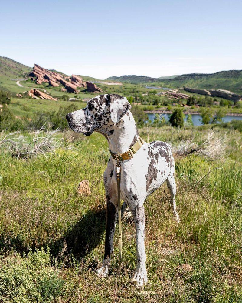 Great Dane
