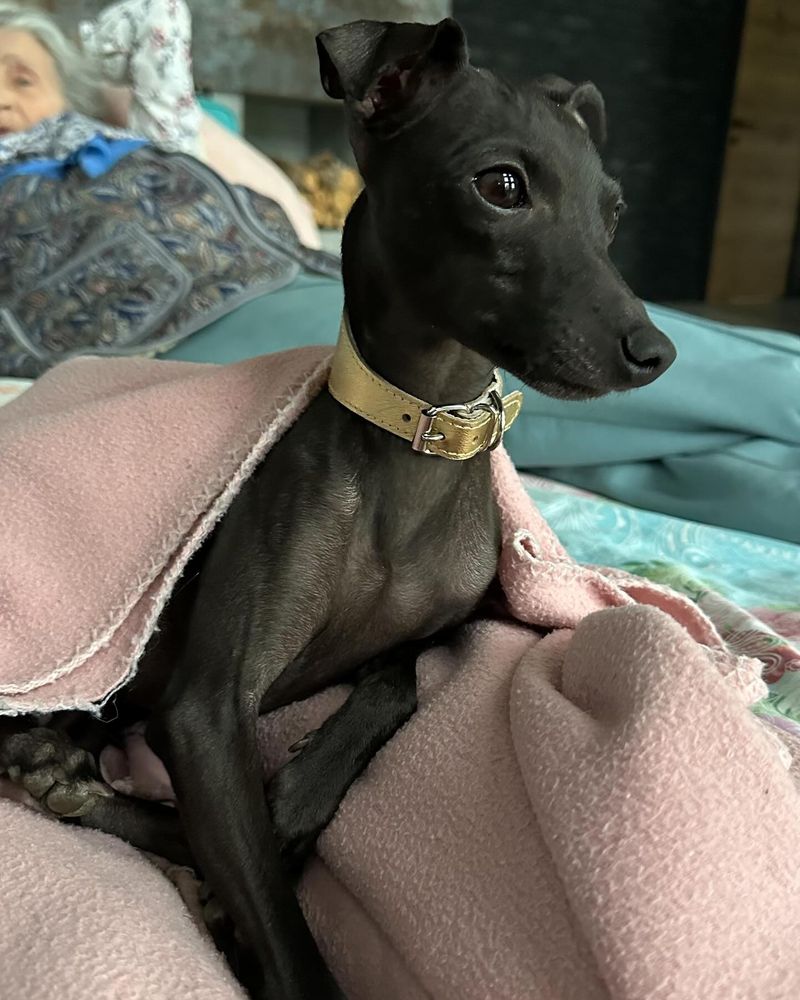 Italian Greyhound