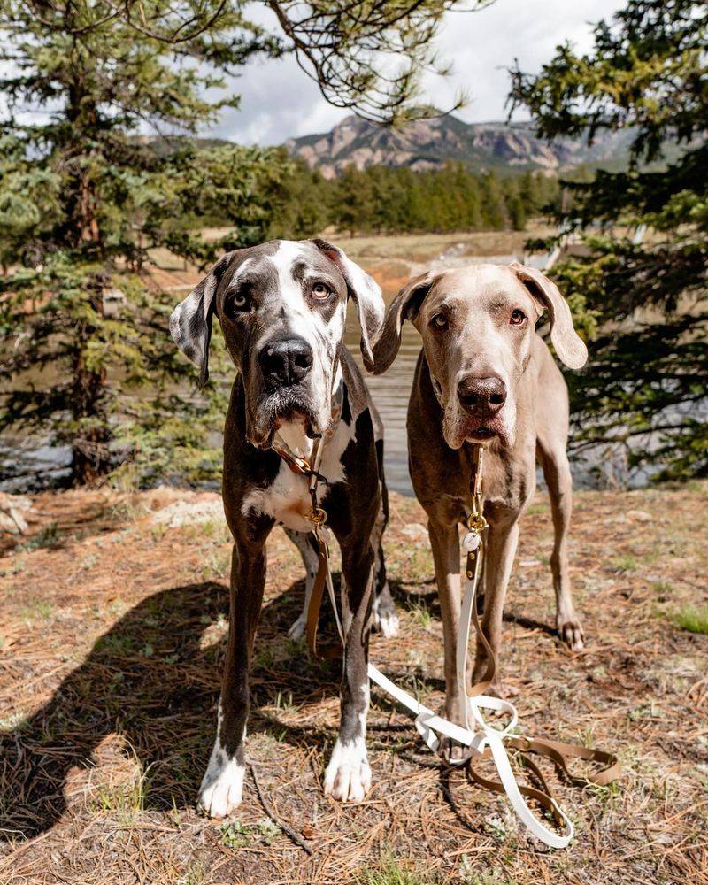 Great Dane