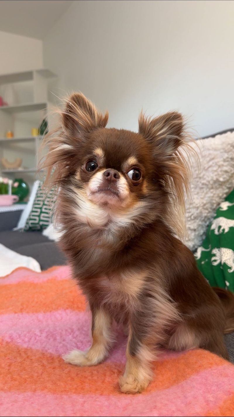 Chihuahua
