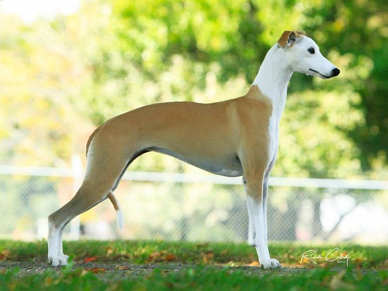 Whippet