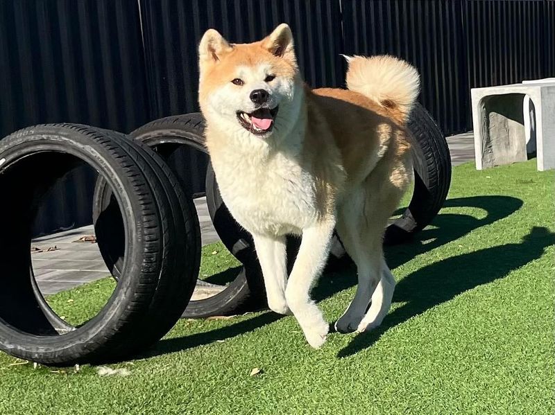 Akita