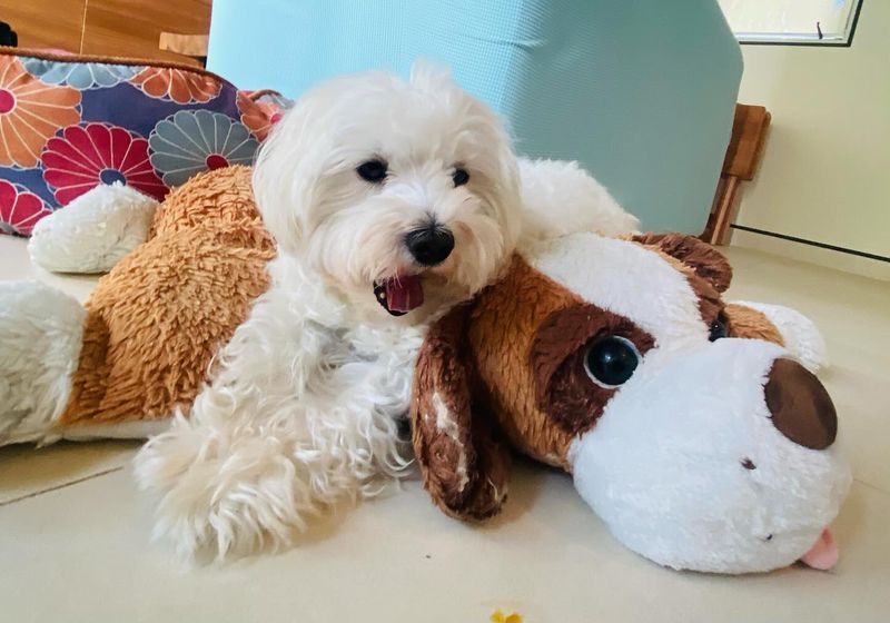 Maltese
