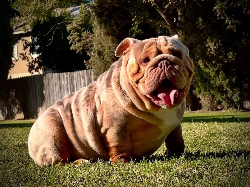 English Bulldog
