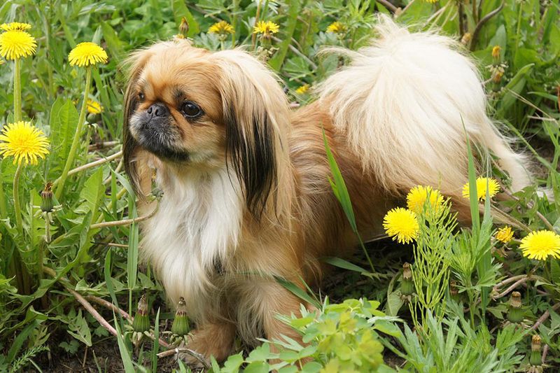 Pekingese