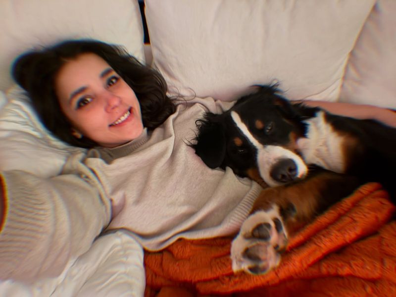 Bernese Mountain Dog
