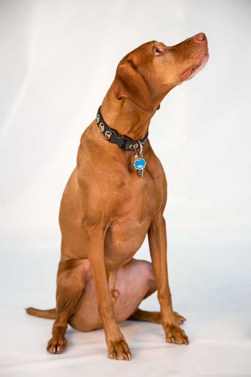 Vizsla