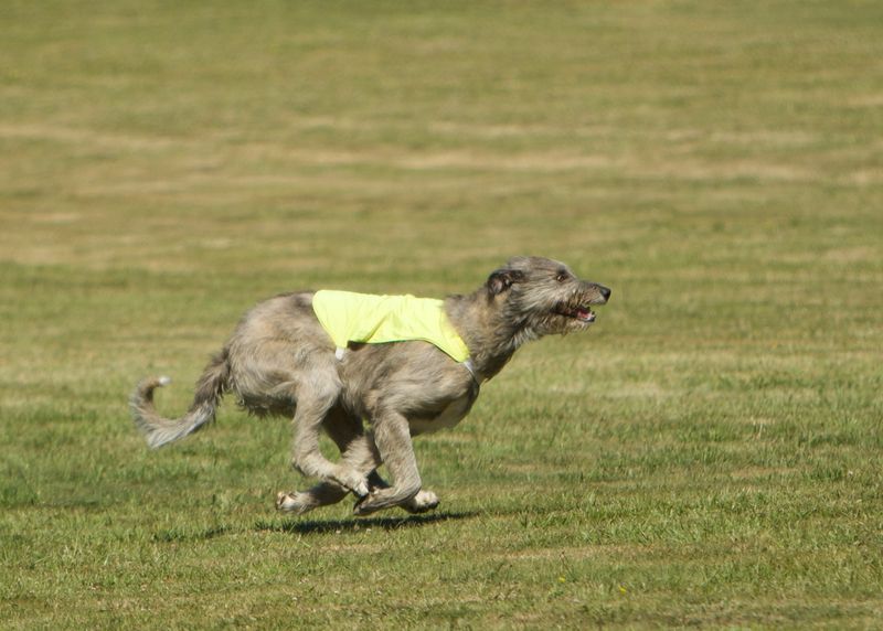 Irish Wolfhound