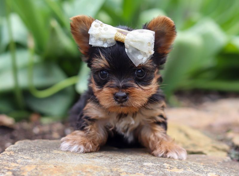 Yorkshire Terrier