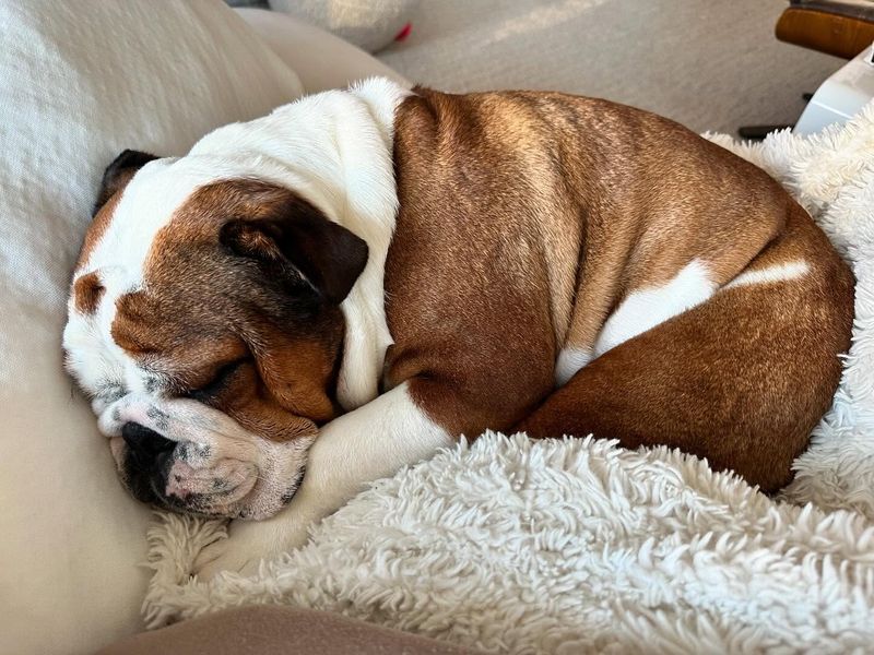English Bulldog