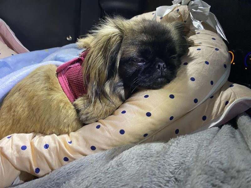Pekingese