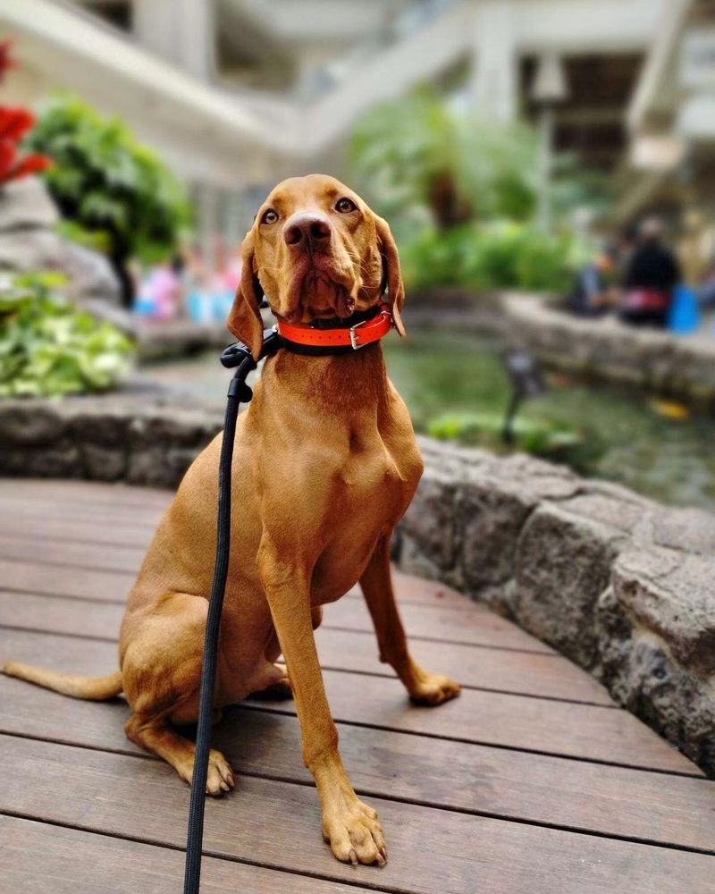 Vizsla