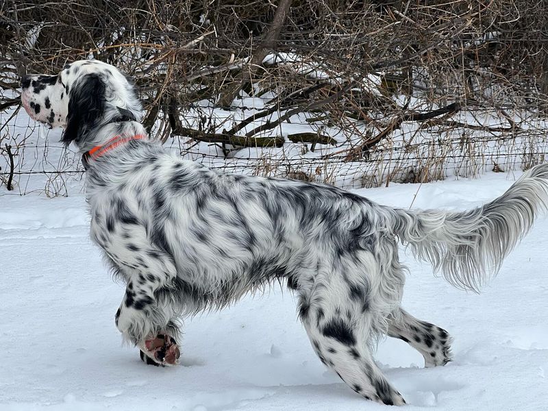 English Setter
