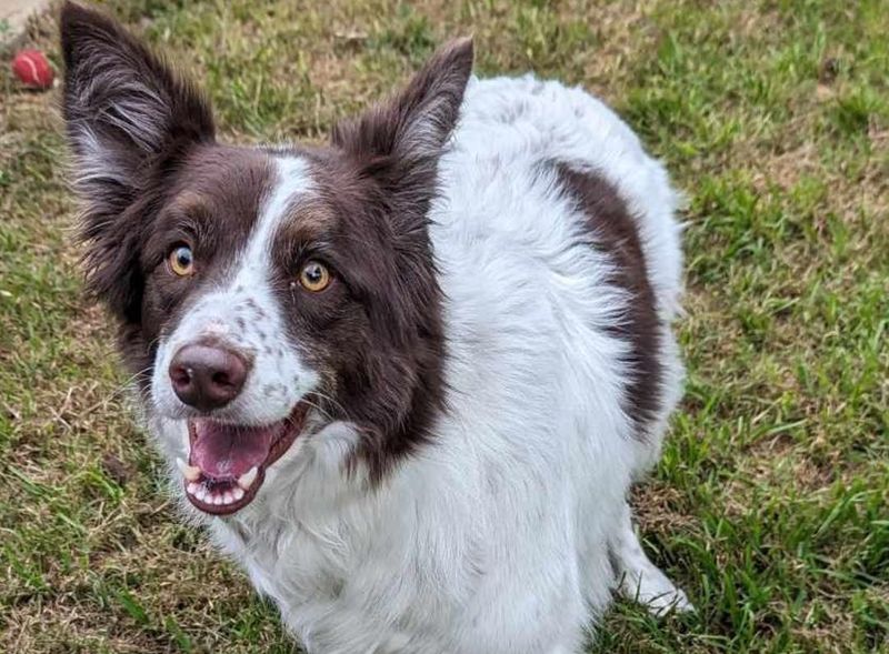 Border Collie