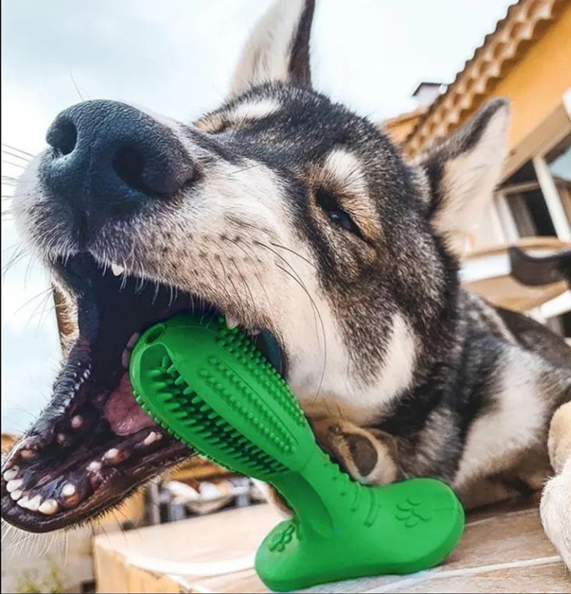 Dental Toys for Play