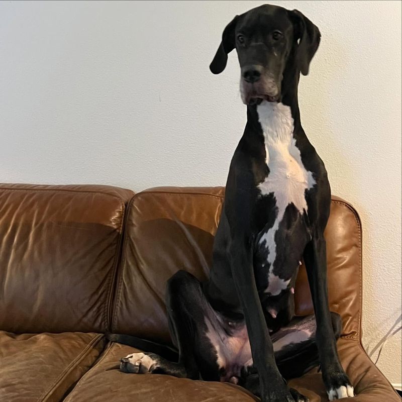 Great Dane