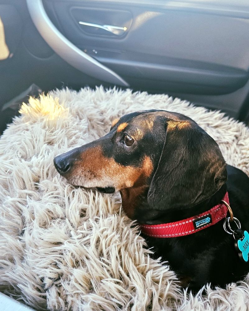 Dachshund
