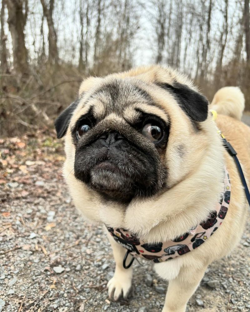 Pug