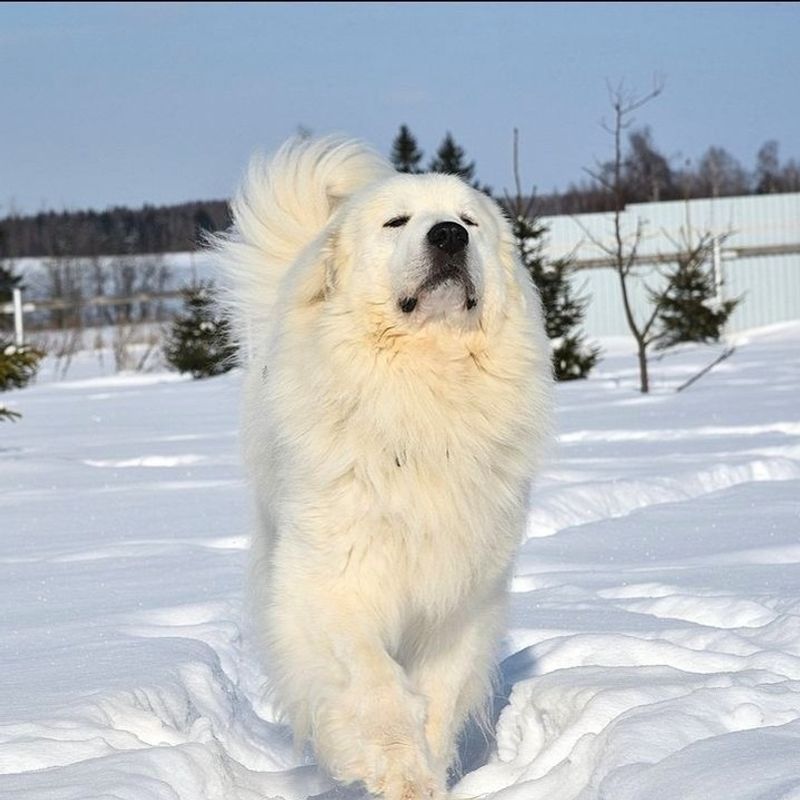 Great Pyrenees