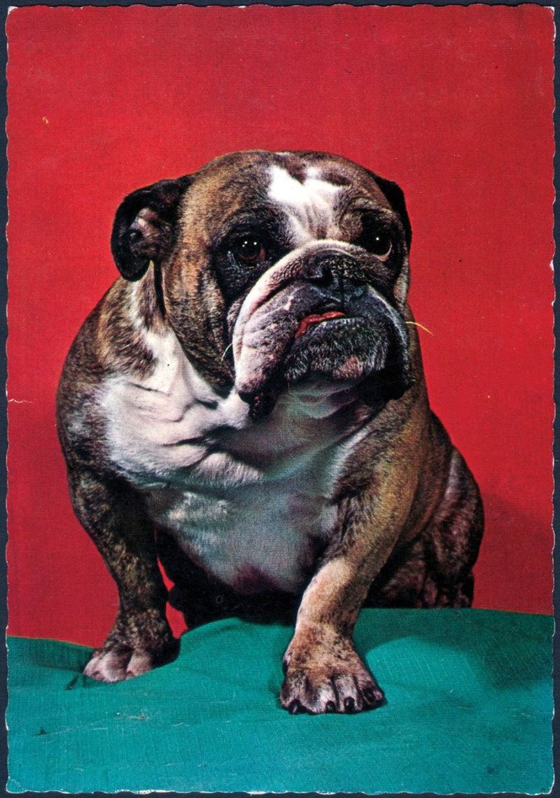 Bulldog
