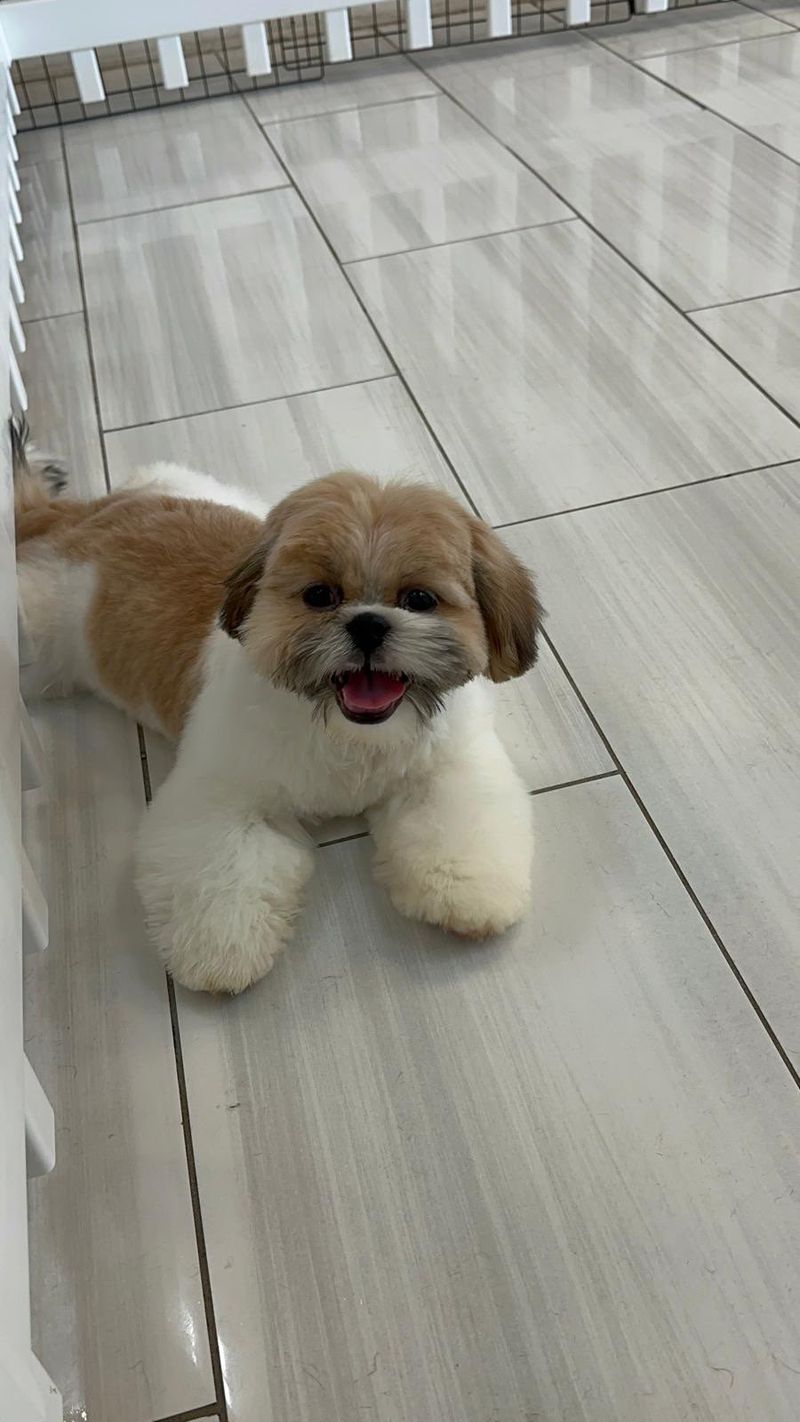 Shih Tzu