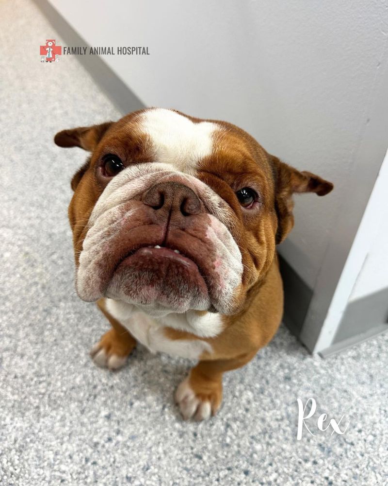 Bulldog