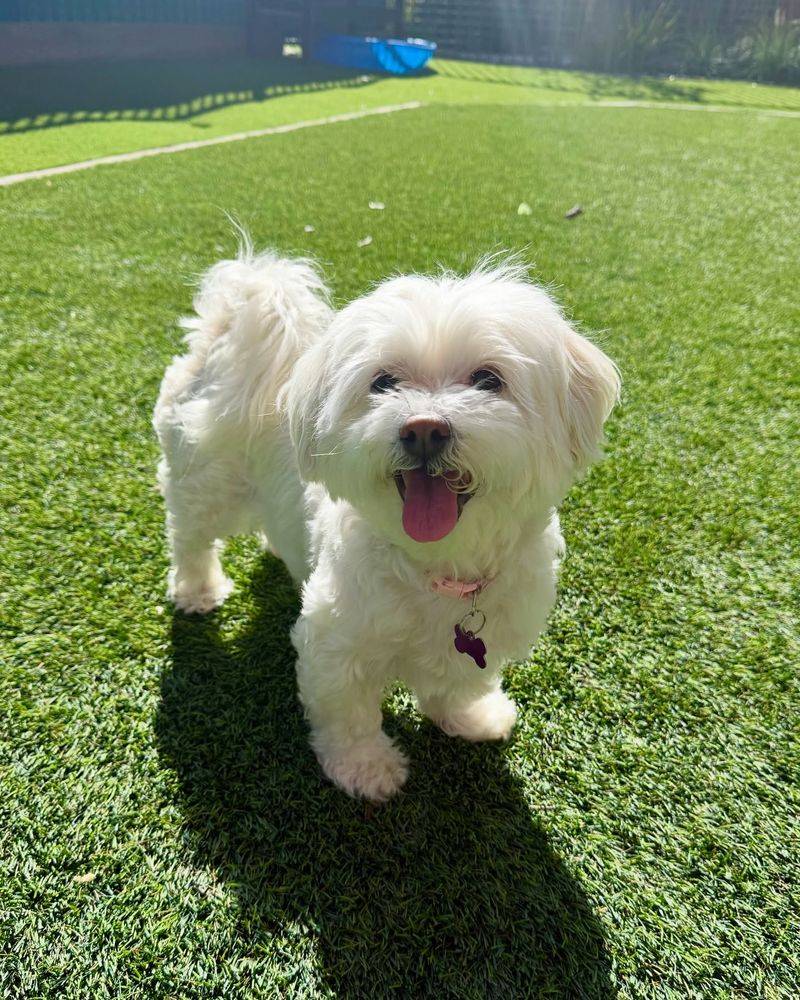 Maltese