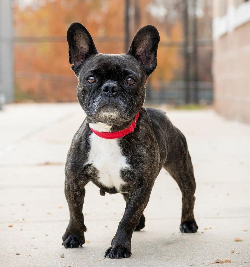 French Bulldog