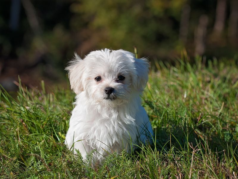 Maltese
