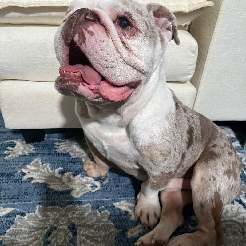Bulldog