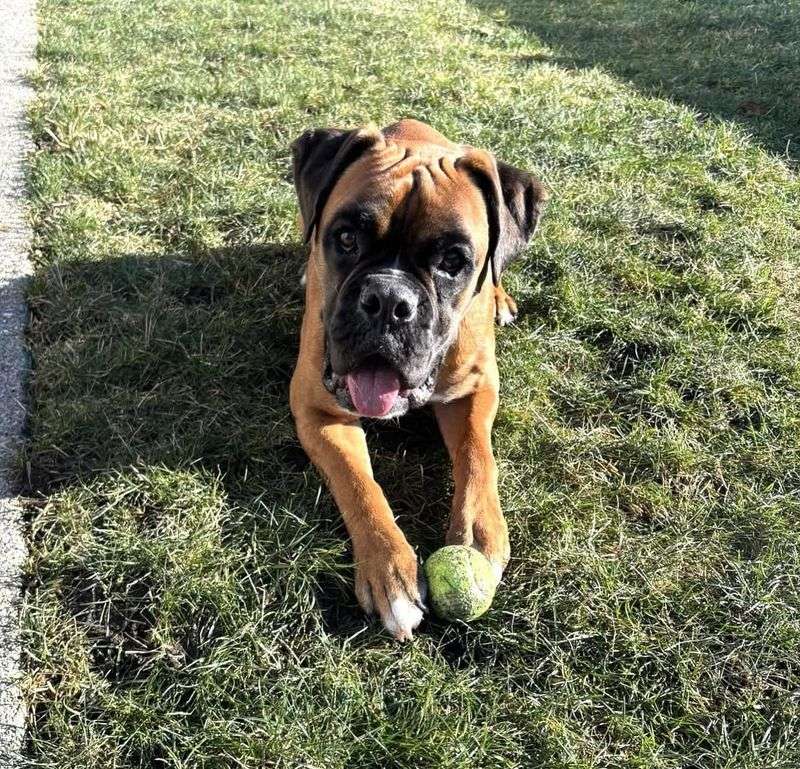 Boxer