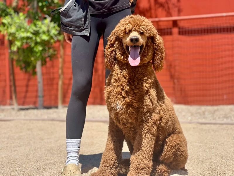 Poodle