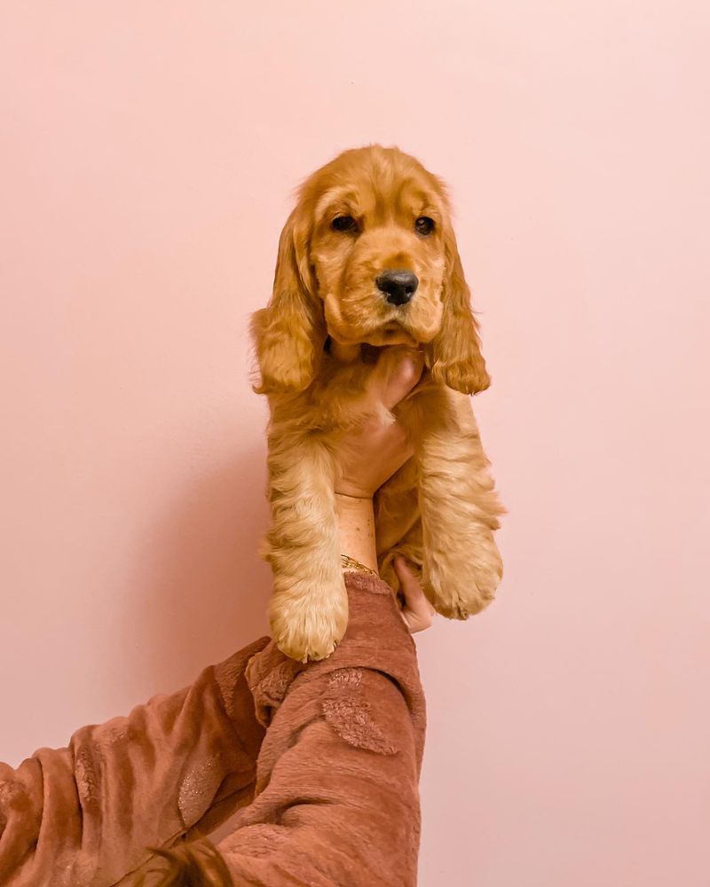 Cocker Spaniel