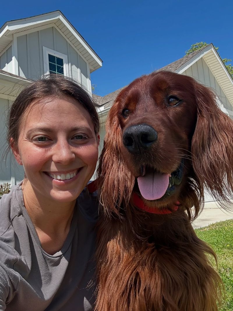 Irish Setter