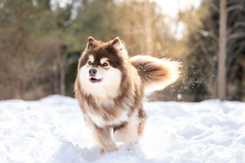 Finnish Lapphund