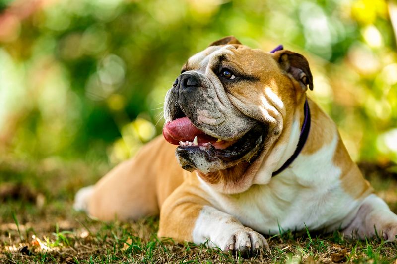 Bulldog