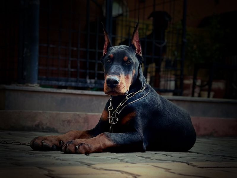 Doberman Pinscher