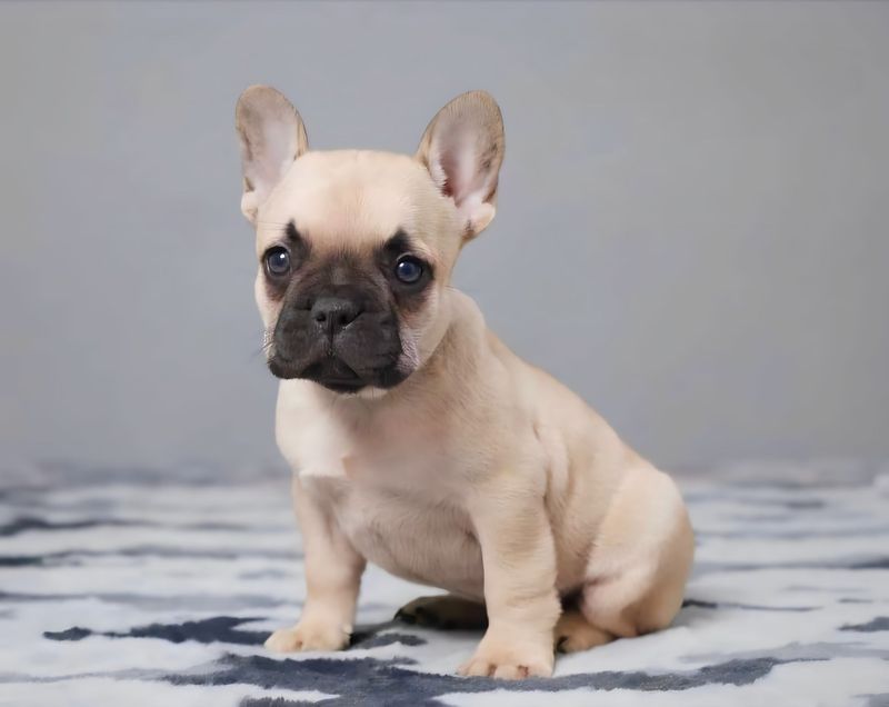 French Bulldog