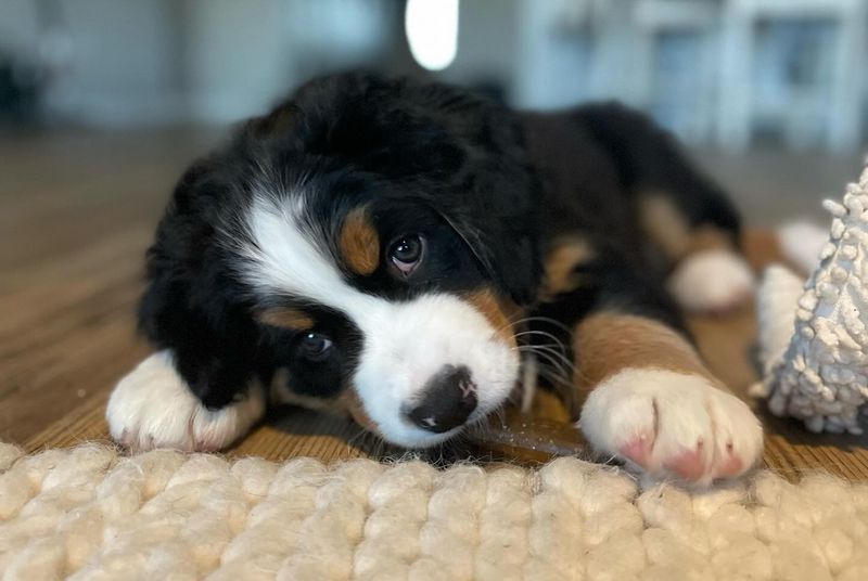 Bernese Mountain Dog