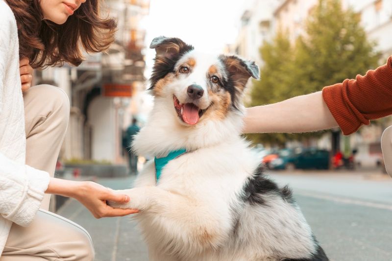 Australian Shepherd
