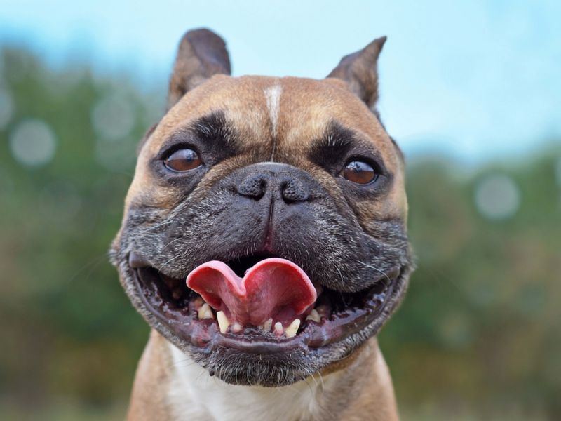 French Bulldog's Comical Companionship
