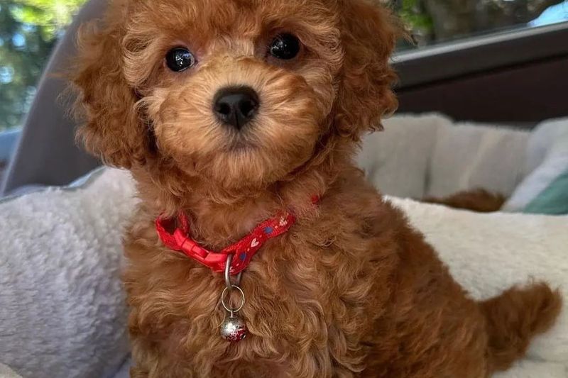 Poodle