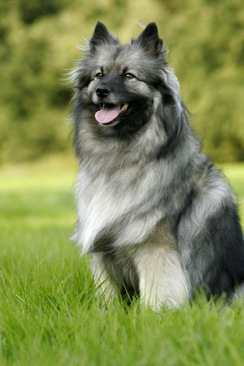 Keeshond